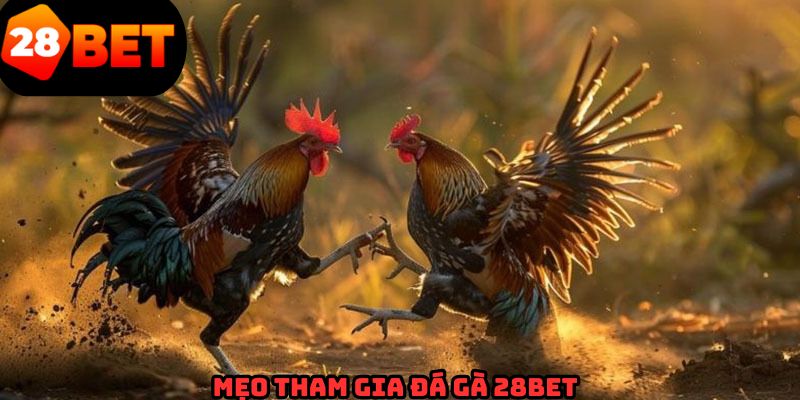 Mẹo cá cược thành công từ các cao thủ